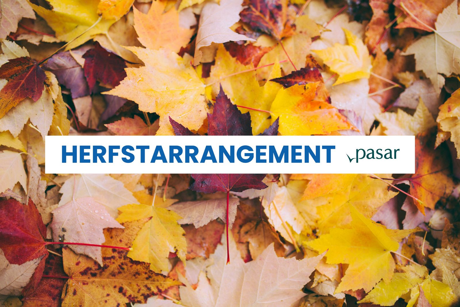 Herfstarrangement kamperen 2025 - Pasarkorting 10%