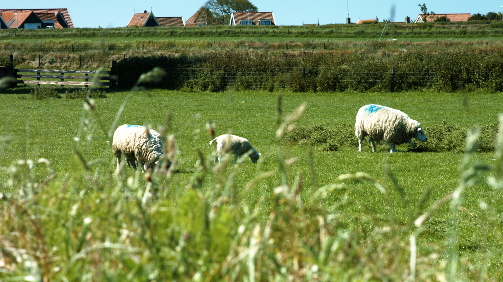 Texels Landleven XL I duurzaam vakantiehuis voor groepen