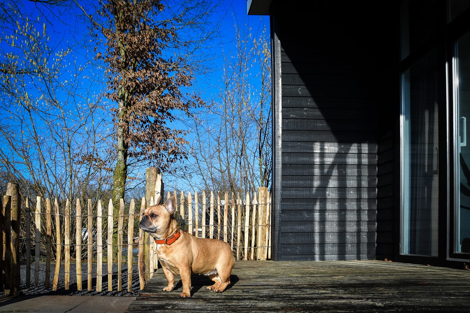 Forest lodge met omheinde tuin | 4 personen 