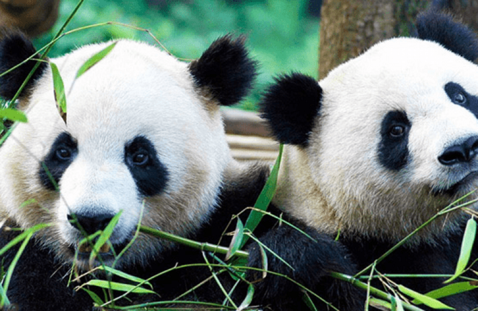 Kortingstickets voor Ouwehands Dierenpark
