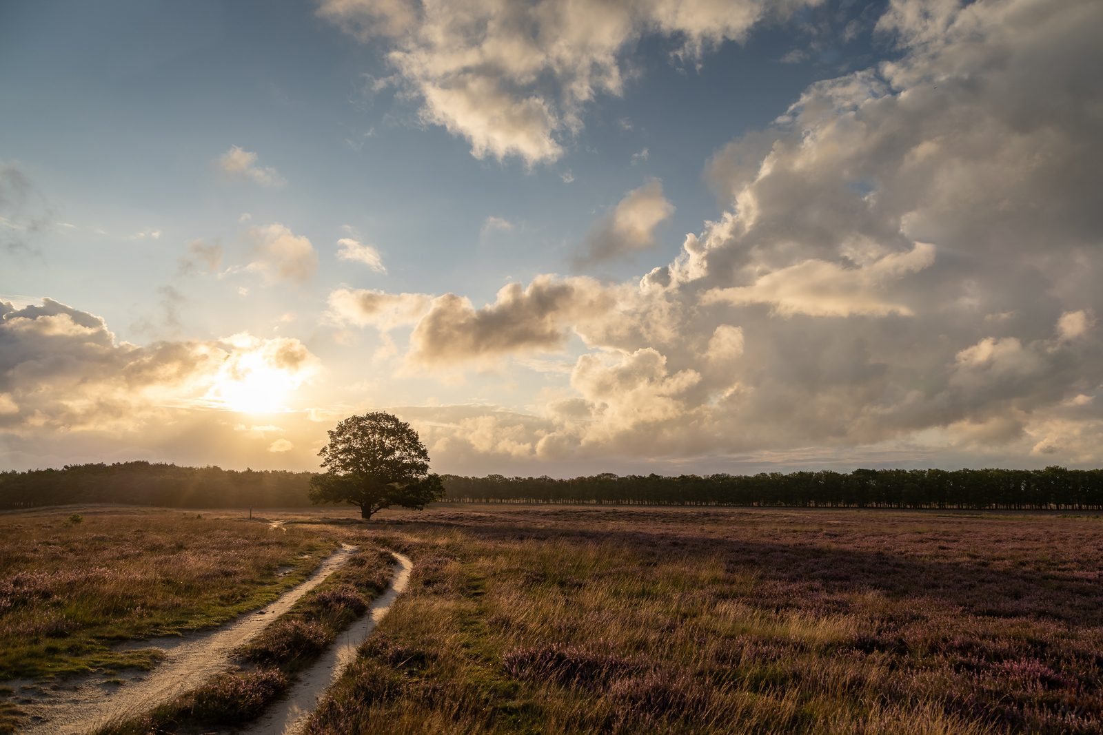 Excursie met gids door het Drents-Friese-Wold 