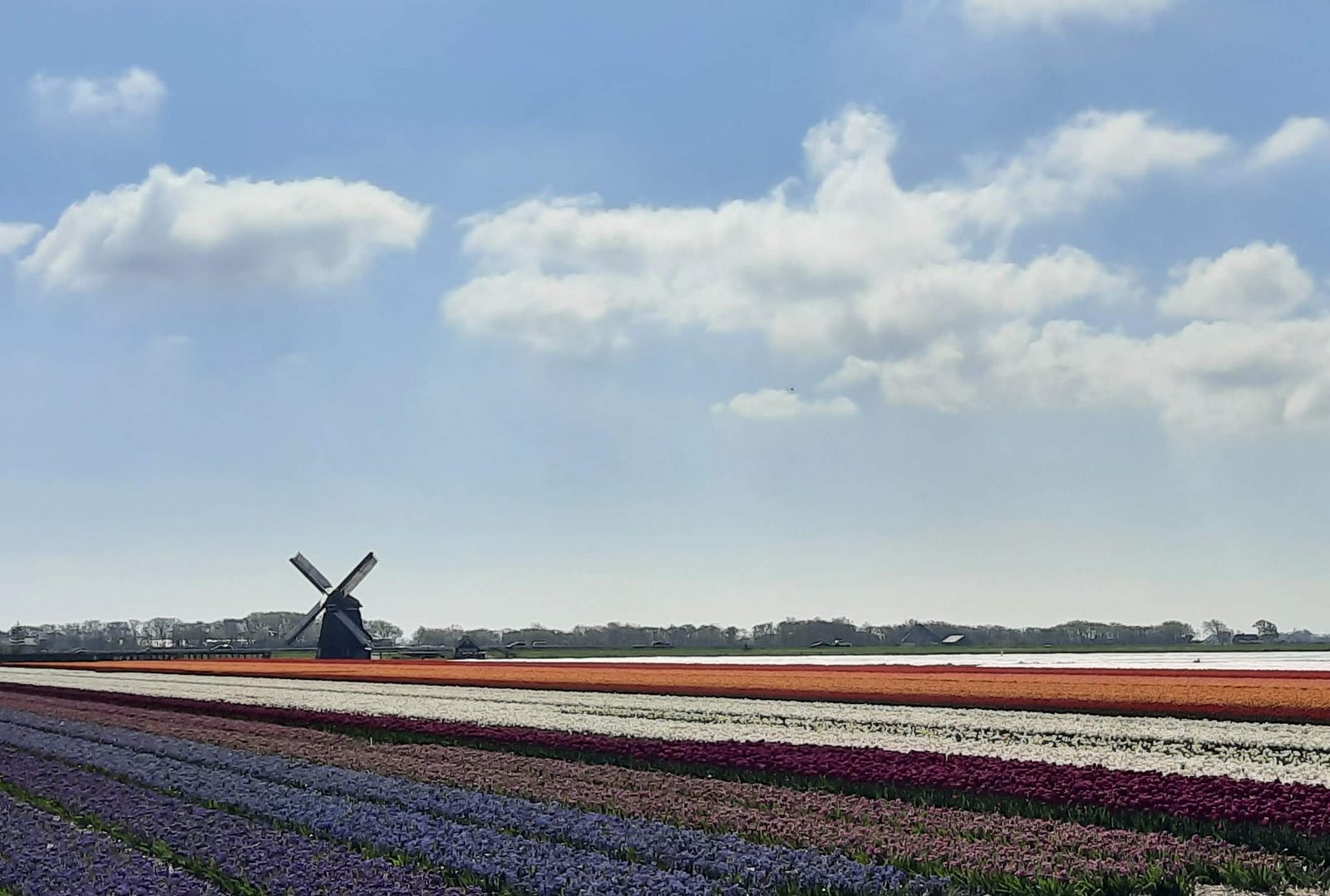 De Schelp 26