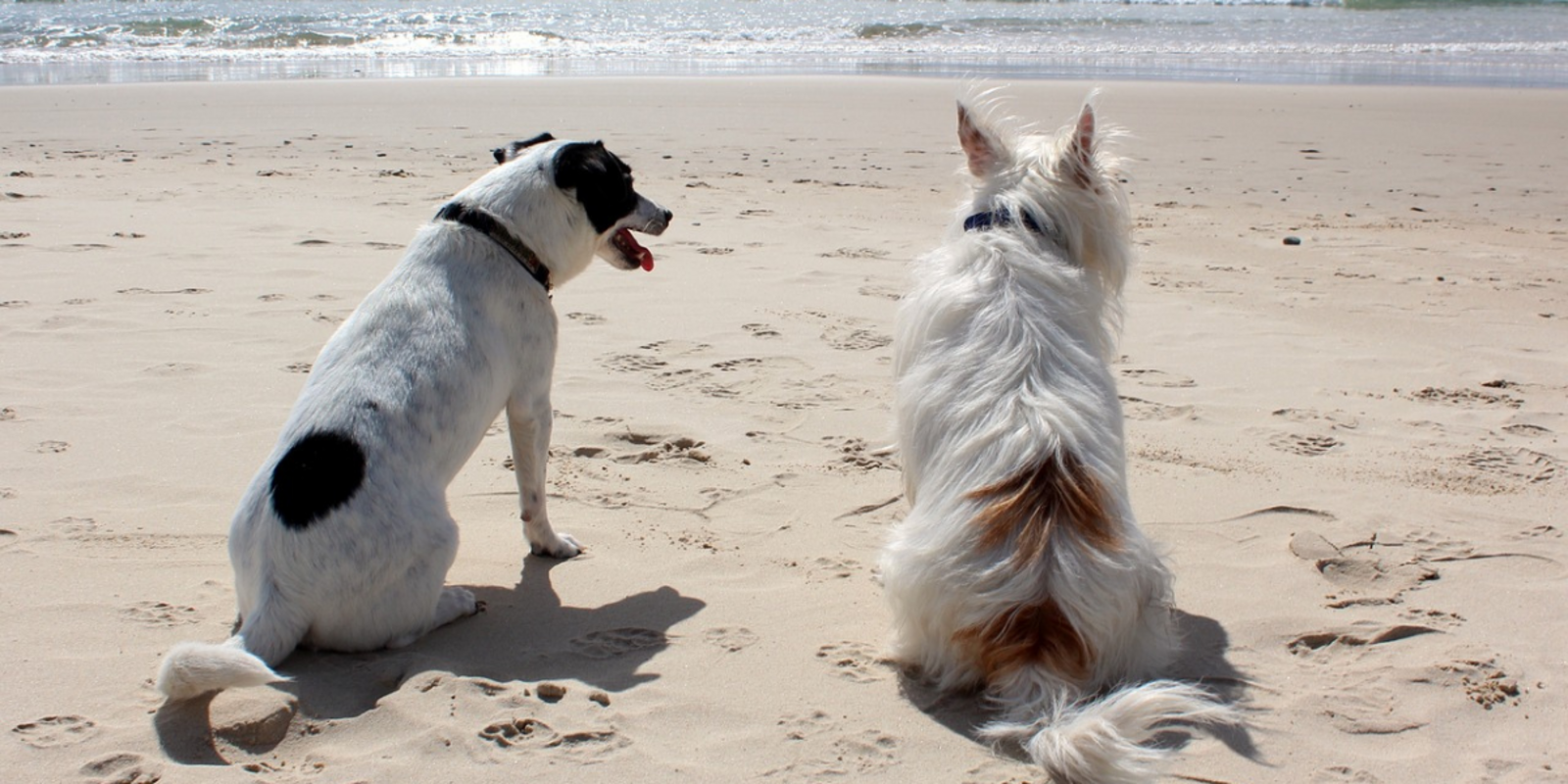 Huisdieren Gratis | Blankenberge