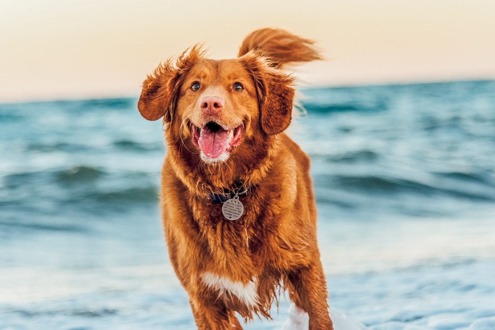 Huisdieren Gratis | Westende