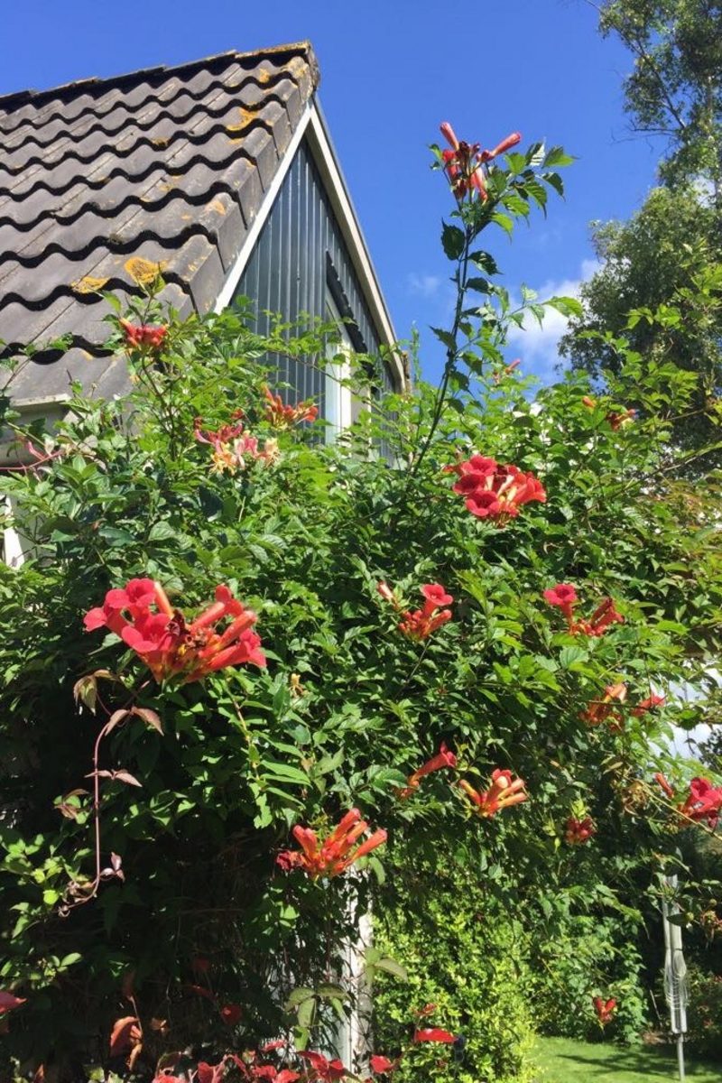 Duin Bungalow 123 5-persoons 2-slaapkamers