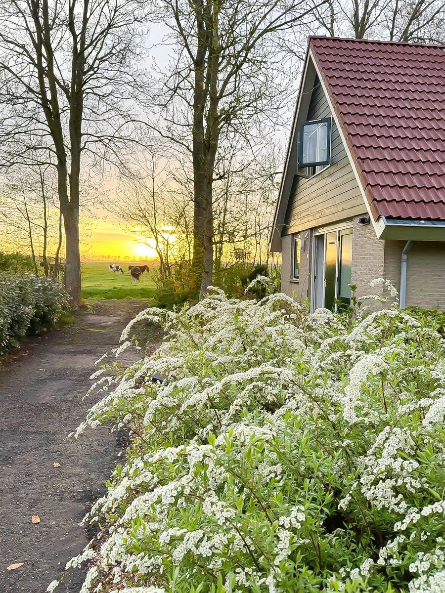 Zon in de duinen - 33