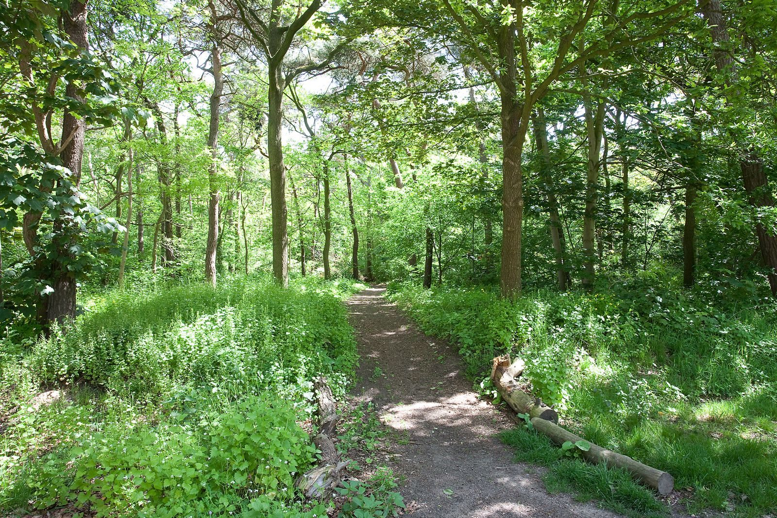 Betonnen Boshuis