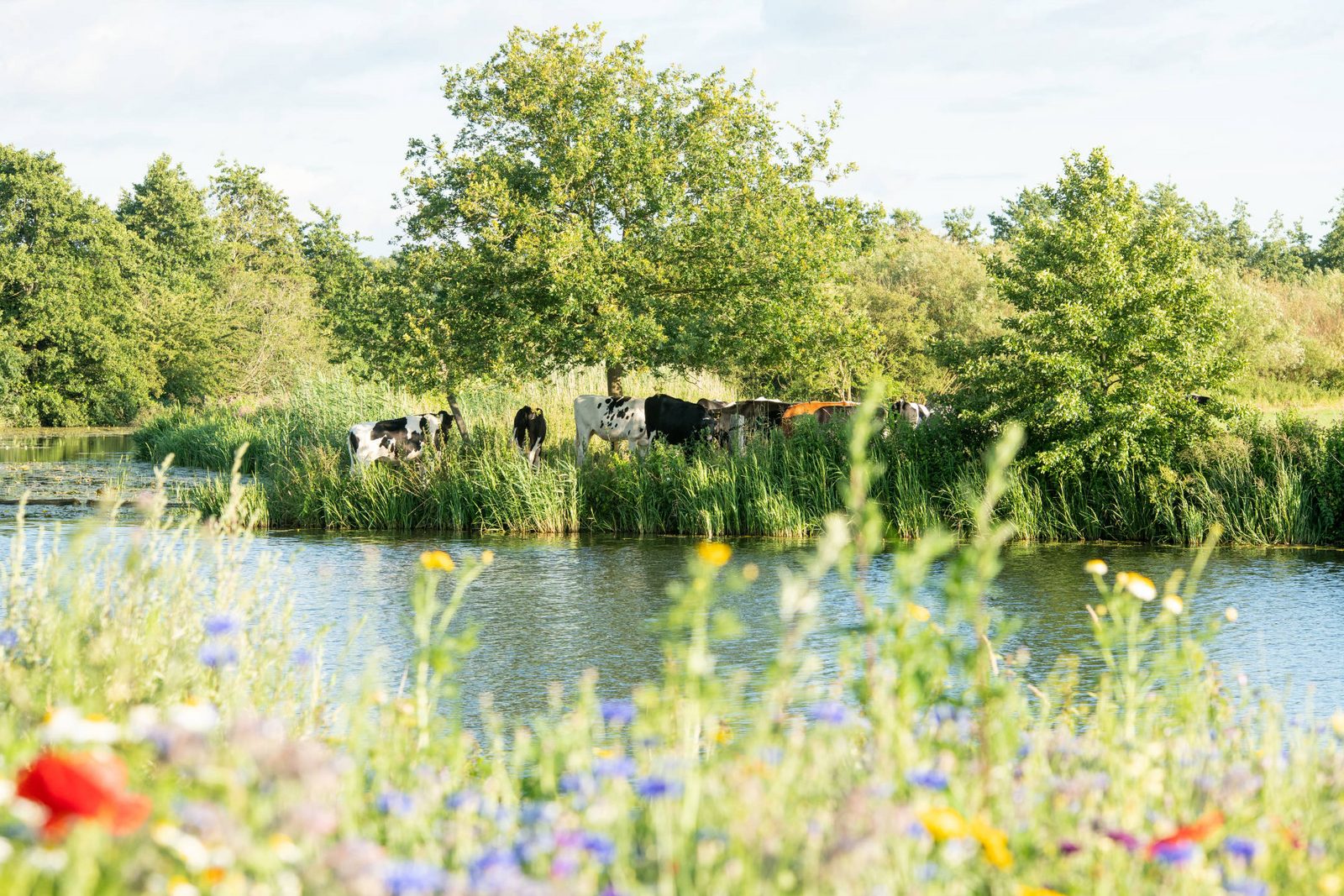 Wellness am Vecht - 1. Stock