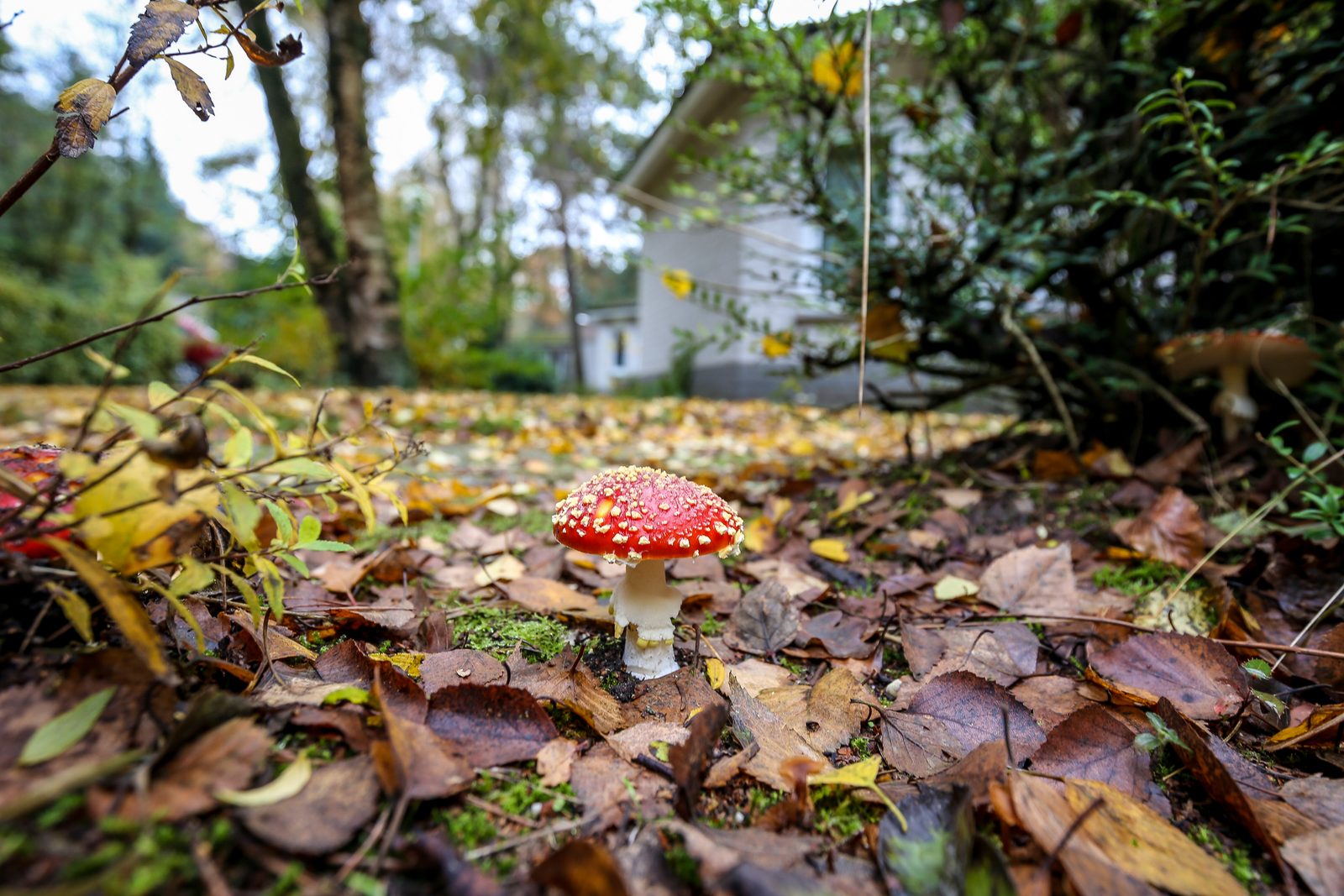 Tiny Lodge