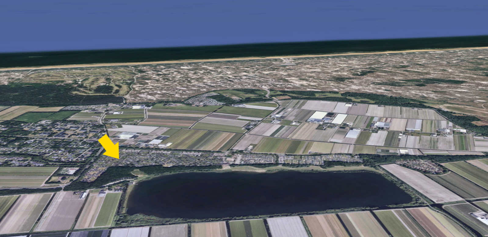 241-De Hollandse Tulp