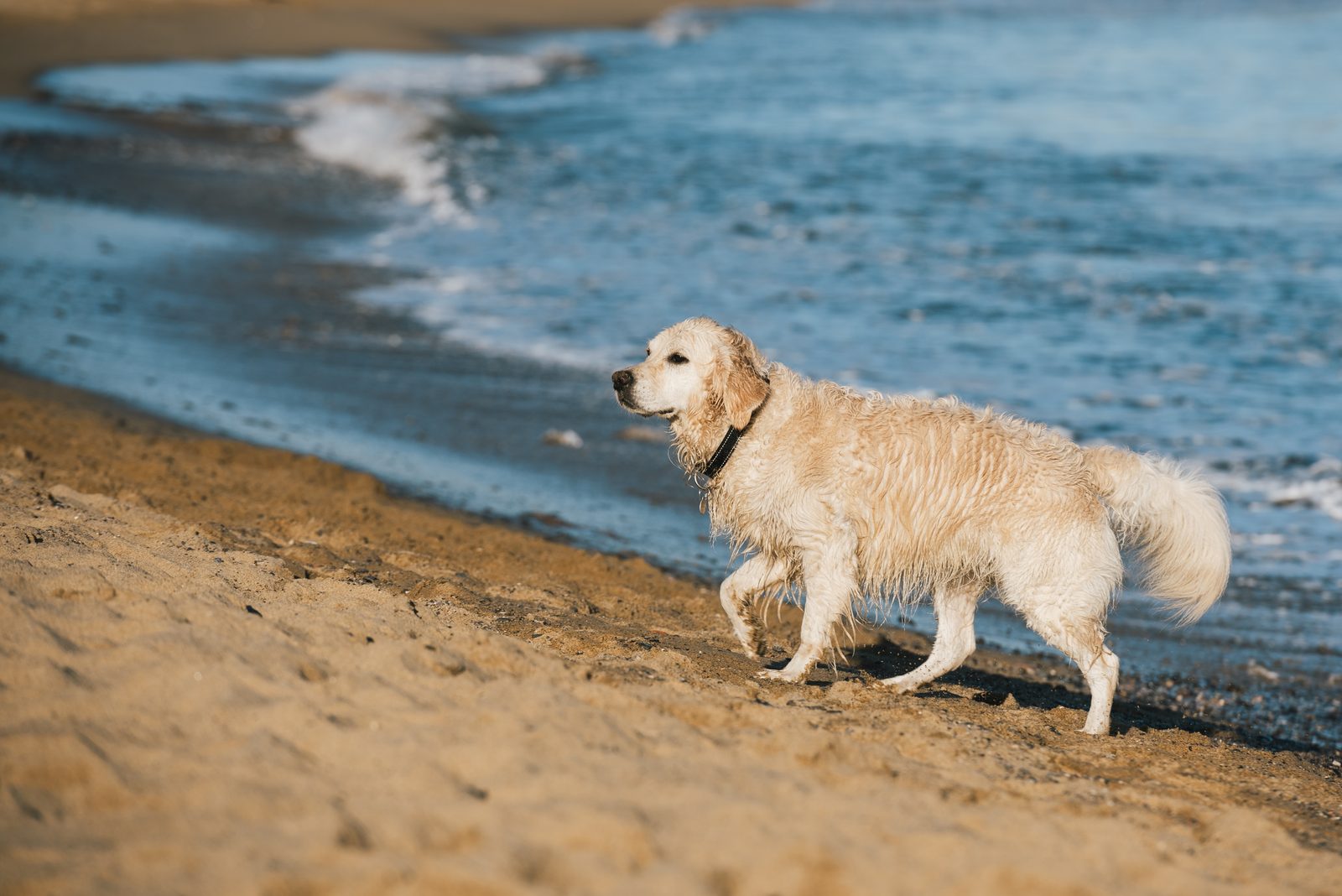 Dog Package