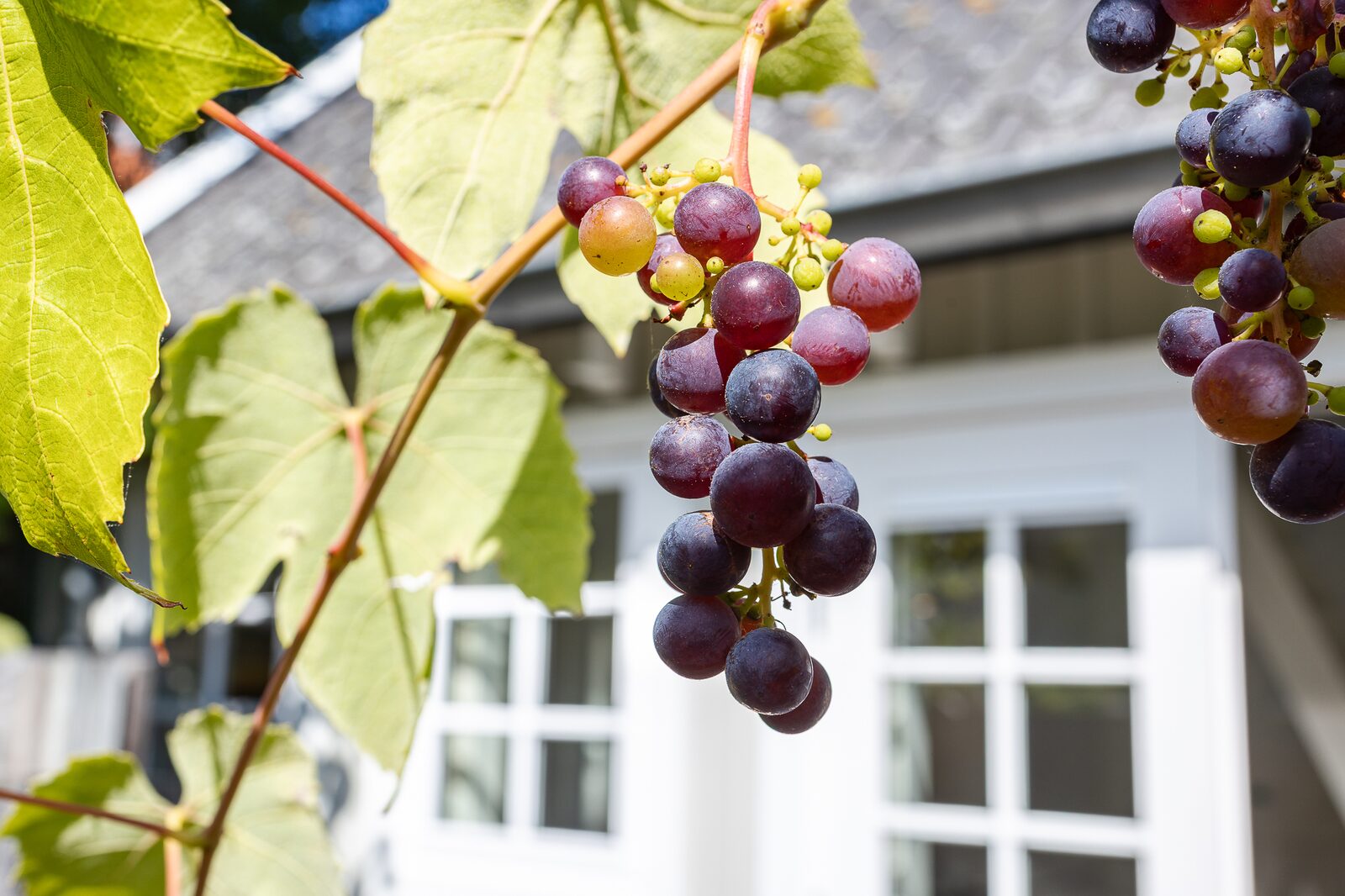 Rent a cottage in Domburg | Lijsterhofstraat 13 - Cozy holiday home near beach and center