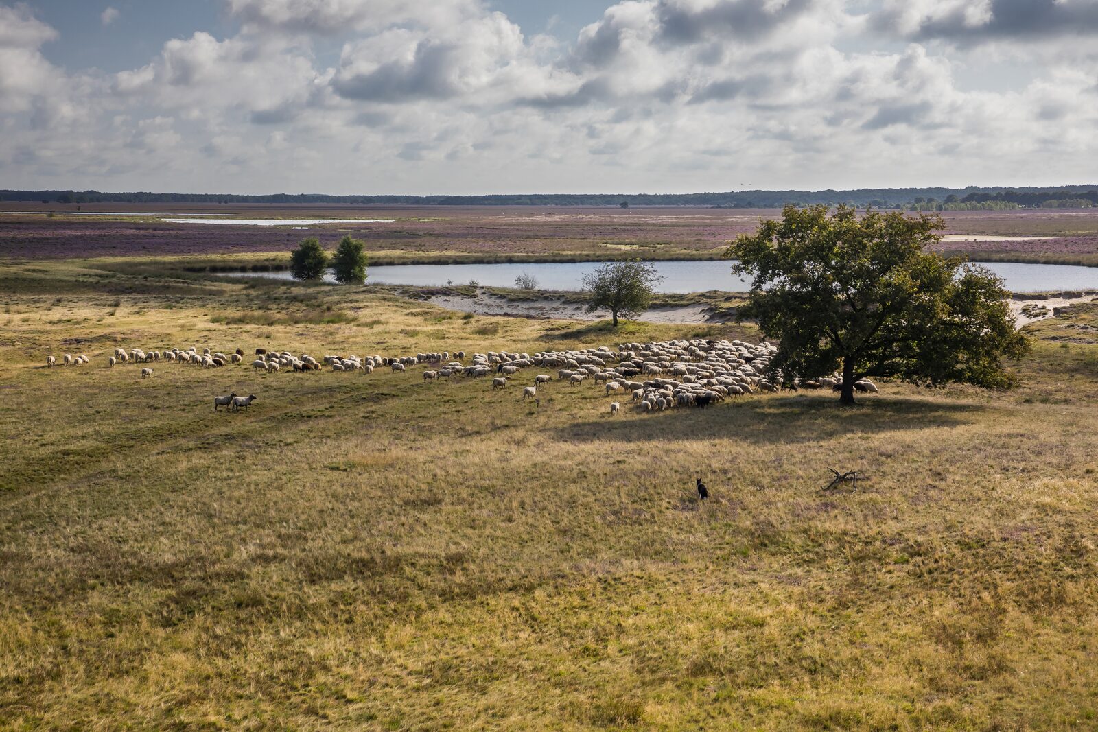 Zandborg Lodge | 6 personen