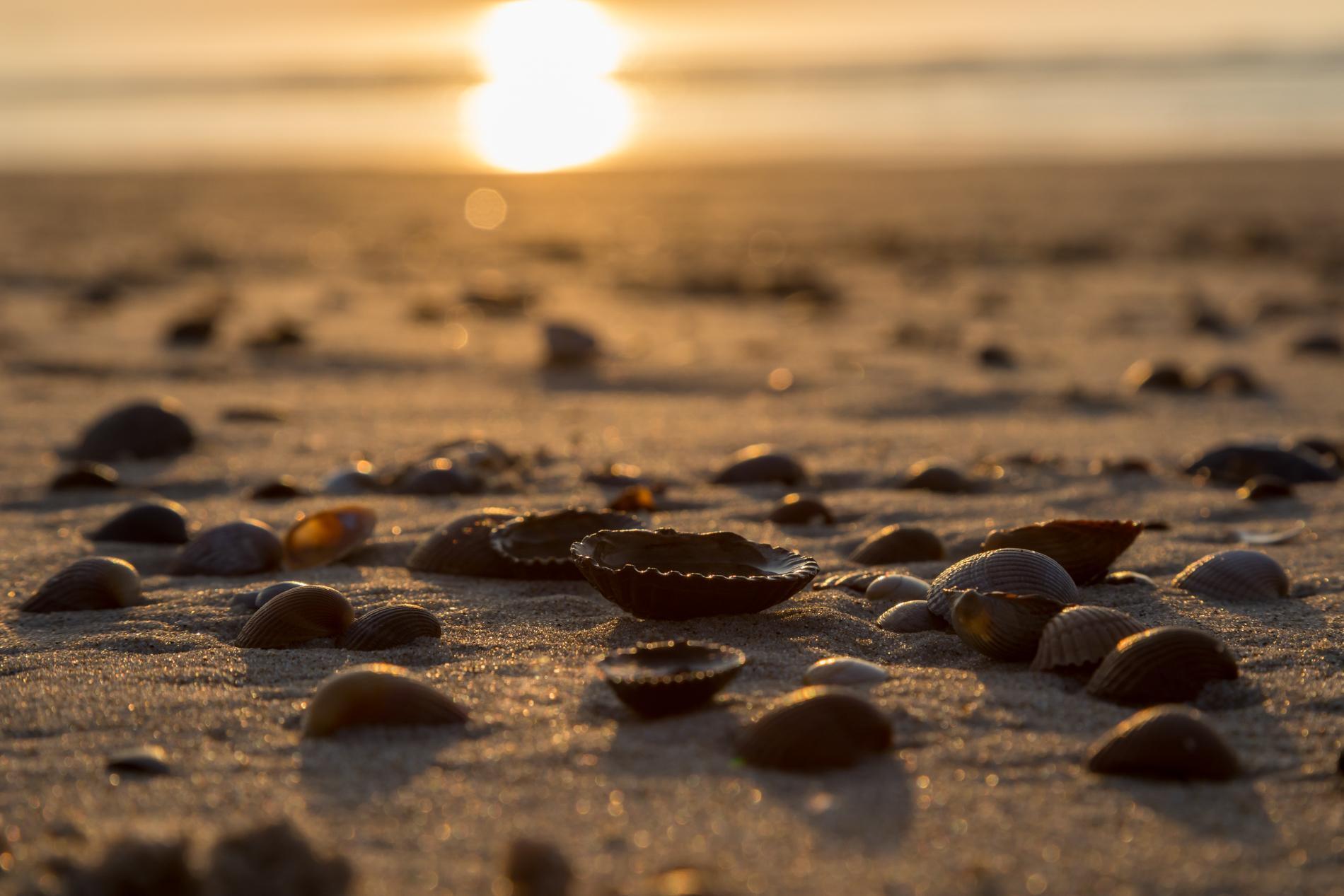 Slaapstrandhuisje - Strand Dishoek 342