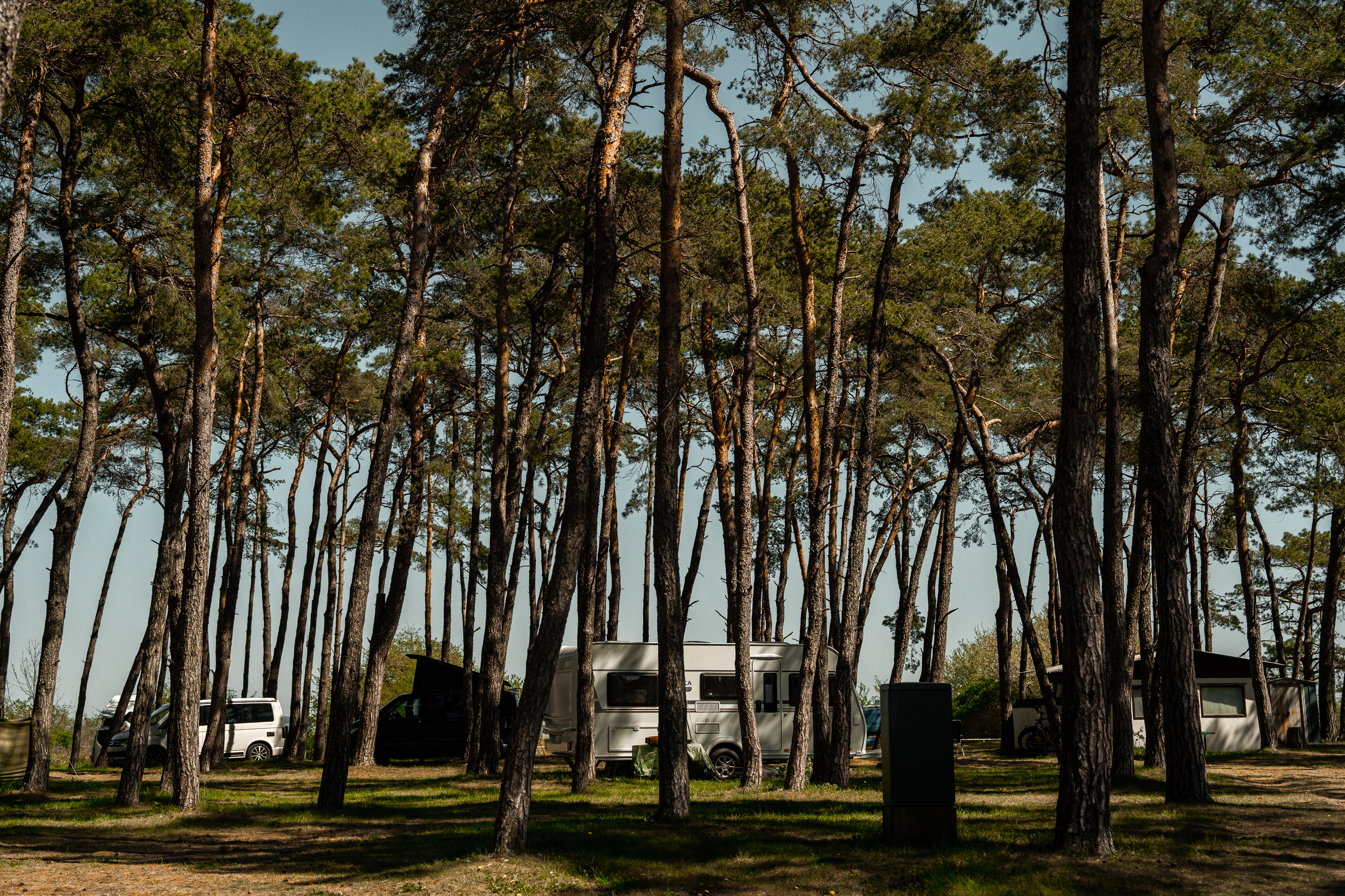 RÜGEN • WILDER WALD