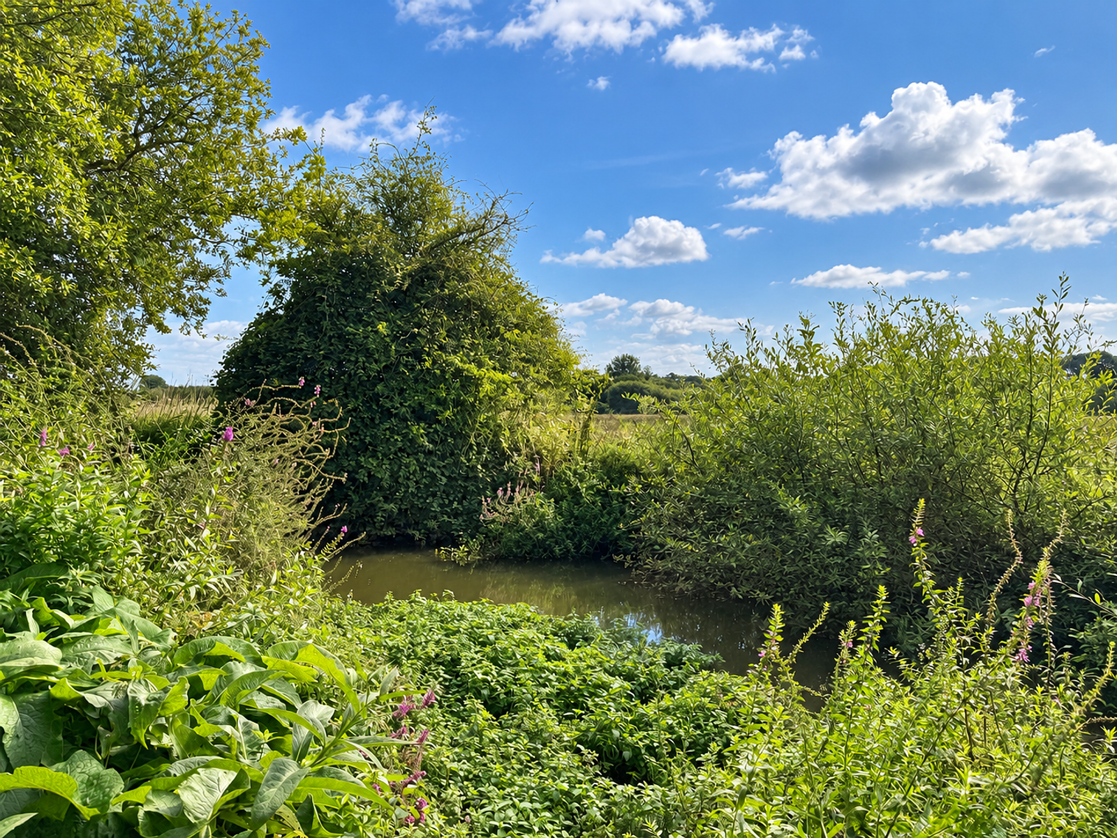 Willow Walk Pitches 266 to 282